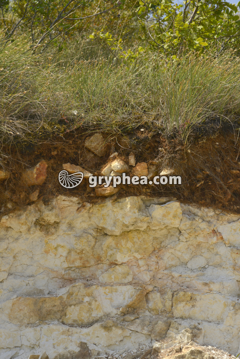 Sol sur calcaire - gryphea.org